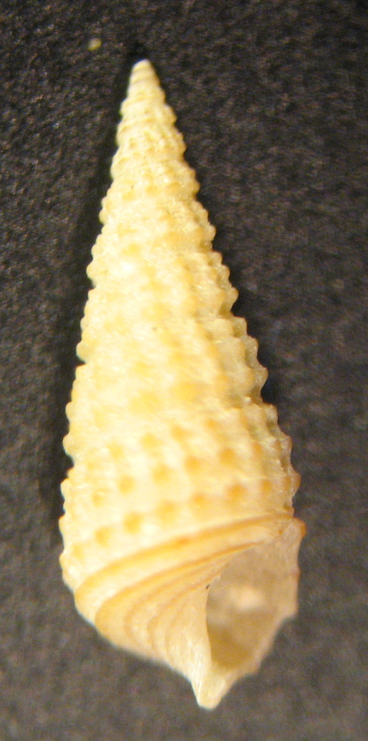 Bittium latreillei